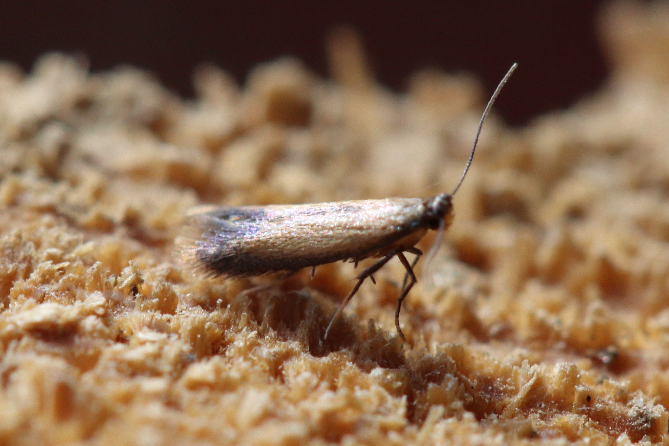 Photo of Bordered Carl (Coptotriche marginea)